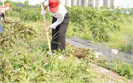 【志愿服务】中药园里身影忙——我院开展中药植物园除草志愿服务活动